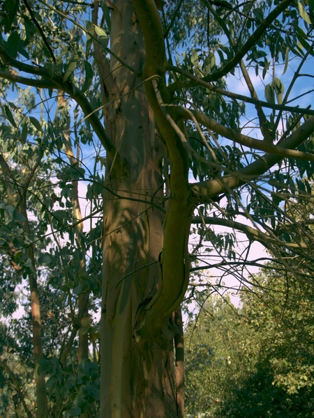 Eucalyptus periniana